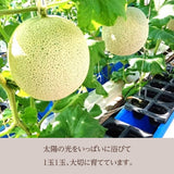 メロン 【あさいメロン農園】 マスクメロン アールスメロン 2玉 2.6kg 贈答用 静岡県磐田市