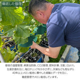 メロン 【あさいメロン農園】 マスクメロン アールスメロン 1玉 1.3kg 家庭用 静岡県磐田市