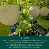 メロン 【あさいメロン農園】 マスクメロン アールスメロン 1玉 1.3kg 家庭用 静岡県磐田市