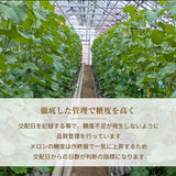 メロン 【ルーツ】 マスクメロン アールスメロン 1玉 1.4～1.6㎏ 贈答用 静岡県袋井市