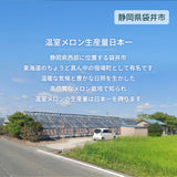 メロン 【ルーツ】 マスクメロン アールスメロン 1玉 1.8～2.2㎏ 大玉 贈答用 静岡県袋井市