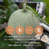 メロン 【ルーツ】 マスクメロン アールスメロン 1玉 1.8～2.2㎏ 大玉 贈答用 静岡県袋井市