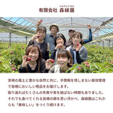 ライチ 【森緑園】 国産 生ライチ モリノライチ 400g 10玉 糖度15度 贈答用 宮崎県 《6/下旬～7/中旬の出荷》