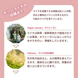 ライチ 【森緑園】 国産 生ライチ モリノライチ 400g 大サイズ 8玉 糖度15度 贈答用 宮崎県 《6/下旬～7/中旬の出荷》