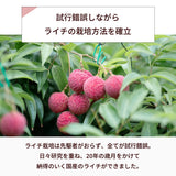 ライチ 【森緑園】 国産 生ライチ モリノライチ 400g 大サイズ 8玉 糖度15度 贈答用 宮崎県 《6/下旬～7/中旬の出荷》