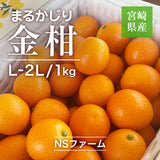 柑橘 【NSファーム】 金柑 L~2L 1kg 宮崎県宮崎市 《1/下旬～2/上旬より出荷》