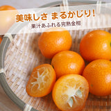 柑橘 【NSファーム】 金柑 L~2L 1kg 宮崎県宮崎市 《1/下旬～2/上旬より出荷》