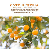 柑橘 【NSファーム】 金柑 L~2L 1kg 宮崎県宮崎市 《1/下旬～2/上旬より出荷》