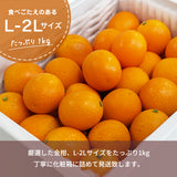 柑橘 【NSファーム】 金柑 L~2L 1kg 宮崎県宮崎市 《1/下旬～2/上旬より出荷》