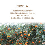 柑橘 【NSファーム】 金柑 L~2L 1kg 宮崎県宮崎市 《1/下旬～2/上旬より出荷》