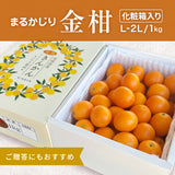 柑橘 【NSファーム】 金柑 L~2L 1kg 宮崎県宮崎市 《1/下旬～2/上旬より出荷》