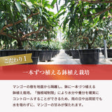 マンゴー 【NSファーム】 完熟マンゴー 糖度15度 ブランドマンゴー 熟赤の雫 特大 5L 1個 500g以上 桐箱 御中元 宮崎県宮崎市 《7/上旬～7/中旬より出荷》