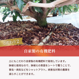 マンゴー 【NSファーム】 完熟マンゴー 糖度15度 ブランドマンゴー 熟赤の雫 4L 2個 960g 贈答用 御中元 宮崎県宮崎市《6/中旬～6/下旬より出荷》