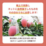 マンゴー 【NSファーム】 完熟マンゴー 糖度15度 ブランドマンゴー 熟赤の雫 L 2個 680g 贈答用 御中元 宮崎県宮崎市《6/中旬～6/下旬より出荷》