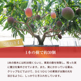 マンゴー 【NSファーム】 完熟マンゴー 糖度15度 ブランドマンゴー 熟赤の雫 3L 2個 880g 贈答用 御中元 宮崎県宮崎市《6/中旬～6/下旬より出荷》