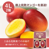 マンゴー 【NSファーム】 完熟マンゴー 糖度15度 ブランドマンゴー 熟赤の雫 4L 2個 960g 贈答用 御中元 宮崎県宮崎市《6/中旬～6/下旬より出荷》