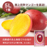 マンゴー 【NSファーム】 完熟マンゴー 糖度15度 ブランドマンゴー 熟赤の雫 特大 5L 1個 500g以上 桐箱 御中元 宮崎県宮崎市 《7/上旬～7/中旬より出荷》