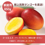 マンゴー 【NSファーム】 完熟マンゴー 850g 2～4個 家庭用 宮崎県宮崎市《6/中旬～6/下旬より出荷》