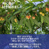 さくらんぼ 【有我果樹園】 佐藤錦 紅秀峰 紅てまり どれか1品種 1kg 2L 置き並べ 贈答用 プレゼント 福島県須賀川市 《6/中旬～6/下旬の出荷》
