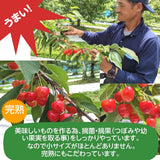さくらんぼ 【有我果樹園】 佐藤錦 紅秀峰 紅てまり どれか1品種 1kg 2L 置き並べ 贈答用 プレゼント 福島県須賀川市 《6/中旬～6/下旬の出荷》