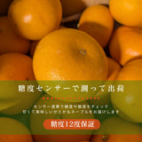 柑橘  【柑土里ファーム】 せとか ネーブル 2種類入り 3.5kg センサー 糖度12度 静岡県三ケ日 《3/上旬～3/中旬より出荷》