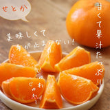 柑橘  【柑土里ファーム】 せとか ネーブル 2種類入り 3.5kg センサー 糖度12度 静岡県三ケ日 《3/上旬～3/中旬より出荷》