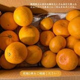 柑橘  【柑土里ファーム】 せとか ネーブル 2種類入り 3.5kg センサー 糖度12度 静岡県三ケ日 《3/上旬～3/中旬より出荷》