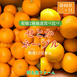 柑橘  【柑土里ファーム】 せとか ネーブル 2種類入り 3.5kg センサー 糖度12度 静岡県三ケ日 《3/上旬～3/中旬より出荷》