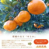 柑橘  【柑土里ファーム】 せとか ネーブル 2種類入り 3.5kg センサー 糖度12度 静岡県三ケ日 《3/上旬～3/中旬より出荷》