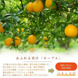 柑橘  【柑土里ファーム】 せとか ネーブル 2種類入り 3.5kg センサー 糖度12度 静岡県三ケ日 《3/上旬～3/中旬より出荷》