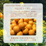 柑橘  【柑土里ファーム】 ネーブル 3.5kg 糖度センサー 糖度12度  静岡県三ケ日《3/下旬～4/上旬より出荷》