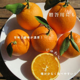 柑橘  【柑土里ファーム】 ネーブル 3.5kg 糖度センサー 糖度12度  静岡県三ケ日《3/下旬～4/上旬より出荷》