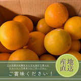 柑橘  【柑土里ファーム】 ネーブル 3.5kg 糖度センサー 糖度12度  静岡県三ケ日《3/下旬～4/上旬より出荷》