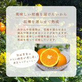 柑橘  【柑土里ファーム】 ネーブル 3.5kg 糖度センサー 糖度12度  静岡県三ケ日《3/下旬～4/上旬より出荷》