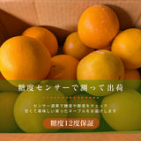 柑橘  【柑土里ファーム】 ネーブル 3.5kg 糖度センサー 糖度12度  静岡県三ケ日《3/下旬～4/上旬より出荷》