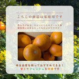 柑橘  【柑土里ファーム】 せとか 1.8kg 家庭用 糖度12度保証 静岡県三ケ日 《3/上旬～3/中旬より出荷》