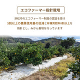 柑橘  【柑土里ファーム】 せとか 1.8kg 家庭用 糖度12度保証 静岡県三ケ日 《3/上旬～3/中旬より出荷》