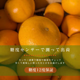 柑橘  【柑土里ファーム】 せとか 1.8kg 家庭用 糖度12度保証 静岡県三ケ日 《3/上旬～3/中旬より出荷》