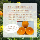 柑橘  【柑土里ファーム】 せとか 1.8kg 家庭用 糖度12度保証 静岡県三ケ日 《3/上旬～3/中旬より出荷》