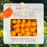 柑橘  【柑土里ファーム】 せとか 3.5kg センサー 糖度12度 静岡県三ケ日《3/上旬～3/中旬より出荷》