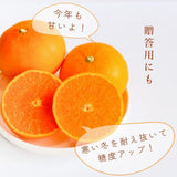 柑橘  【柑土里ファーム】 せとか 3.5kg センサー 糖度12度 静岡県三ケ日《3/上旬～3/中旬より出荷》