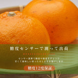柑橘  【柑土里ファーム】 せとか 3.5kg センサー 糖度12度 静岡県三ケ日《3/上旬～3/中旬より出荷》
