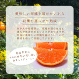 柑橘  【柑土里ファーム】 せとか 3.5kg センサー 糖度12度 静岡県三ケ日《3/上旬～3/中旬より出荷》