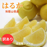 柑橘 【高石垣ファーム】 有田地区 はるか 家庭用 2.5kg 訳あり 和歌山県 《3/上旬～3/中旬より出荷》