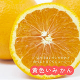 柑橘 【高石垣ファーム】 有田地区 はるか 家庭用 2.5kg 訳あり 和歌山県 《3/上旬～3/中旬より出荷》