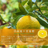 柑橘 【高石垣ファーム】 有田地区 はるか 家庭用 2.5kg 訳あり 和歌山県 《3/上旬～3/中旬より出荷》