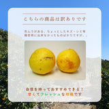 柑橘 【高石垣ファーム】 有田地区 はるか 家庭用 2.5kg 訳あり 和歌山県 《3/上旬～3/中旬より出荷》