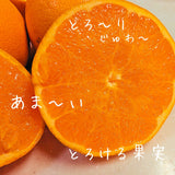 柑橘 【高石垣ファーム】 有田地区 せとか 家庭用 2.5kg 訳あり 和歌山県 《3/上旬～3/中旬より出荷》