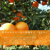 柑橘 【高石垣ファーム】 有田地区 せとか 家庭用 2.5kg 訳あり 和歌山県 《3/上旬～3/中旬より出荷》