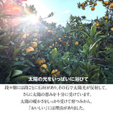 柑橘 【とまハウス】 有田地区 柑橘2種以上 家庭用 8キロ 和歌山県 《2026.2/上旬～2/中旬より出荷》